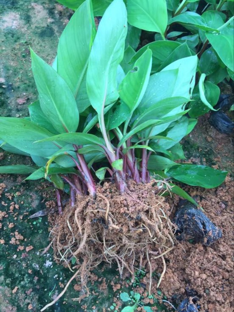 红香蕉苗一级良种1~2年