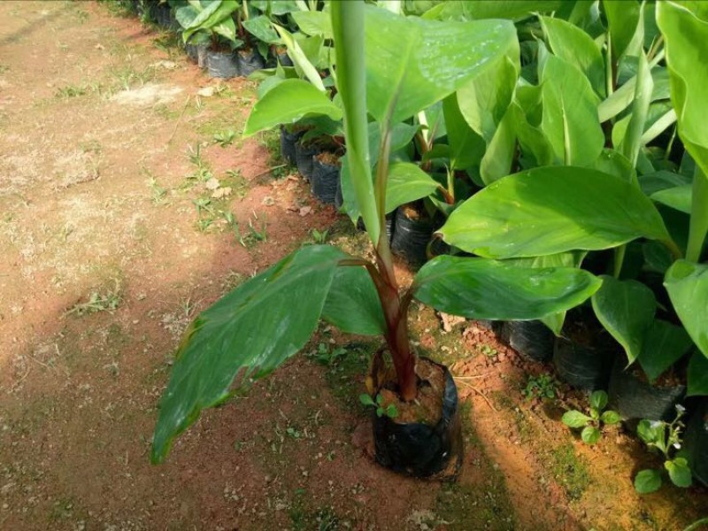 红香蕉苗一级良种1~2年