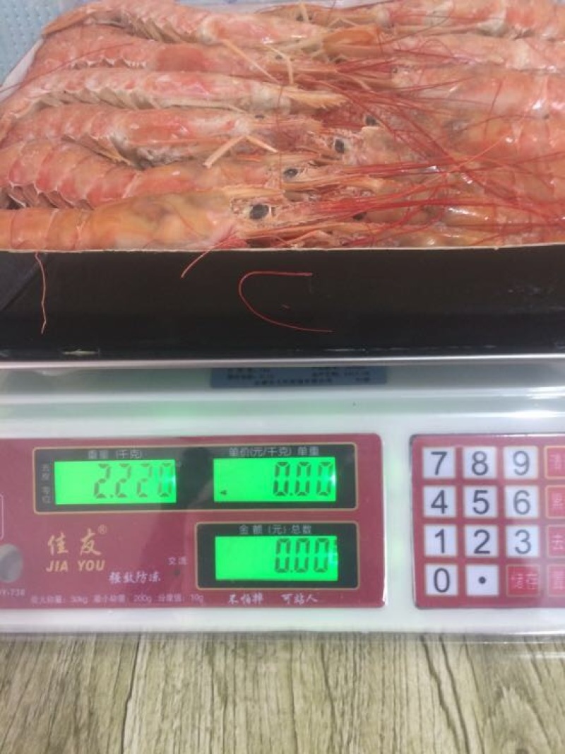 阿根廷红虾L1
