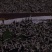 蚕