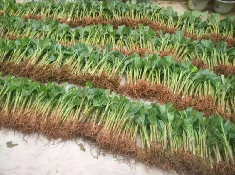 香蕉苗粉蕉苗