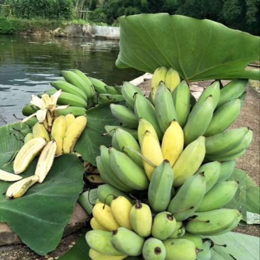 香蕉苗粉蕉苗