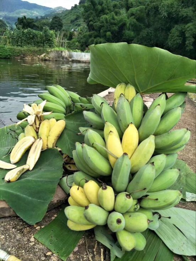 香蕉苗粉蕉苗
