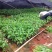 香蕉苗粉蕉苗