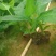 香蕉苗粉蕉苗