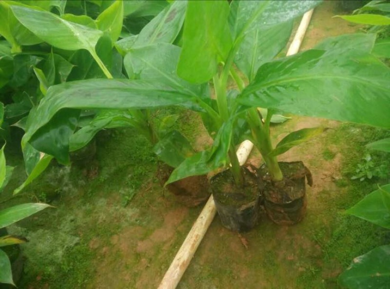 香蕉苗粉蕉苗
