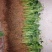 香蕉苗粉蕉苗