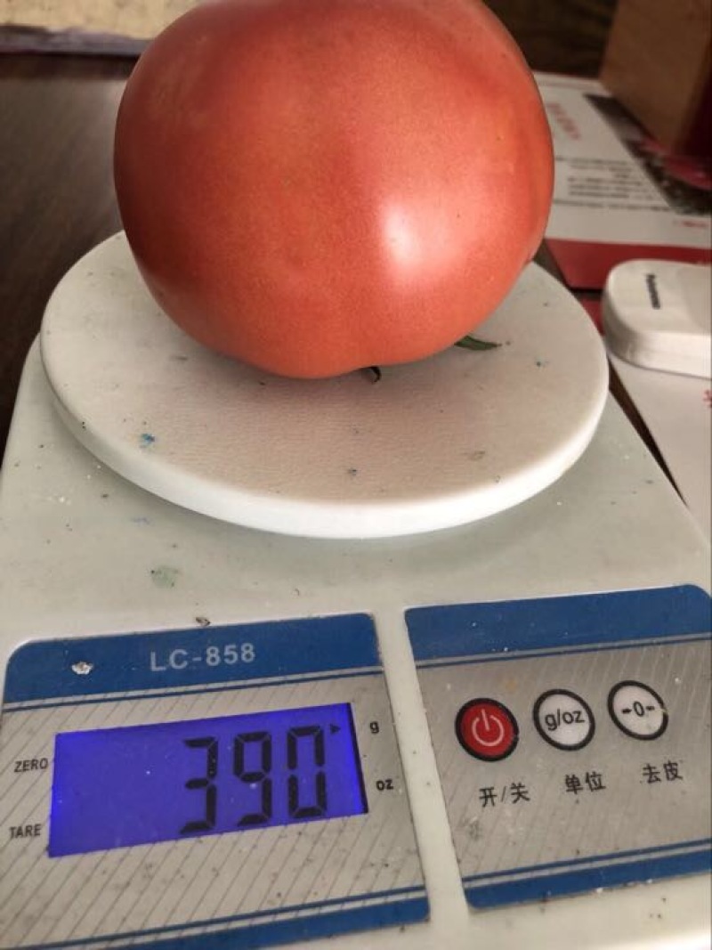 西红柿苗抗TY病毒大果硬粉，抗病毒大果抗运输番茄