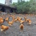 走地鸡散养土鸡5~6斤
