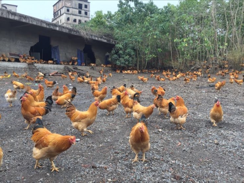 走地鸡散养土鸡5~6斤