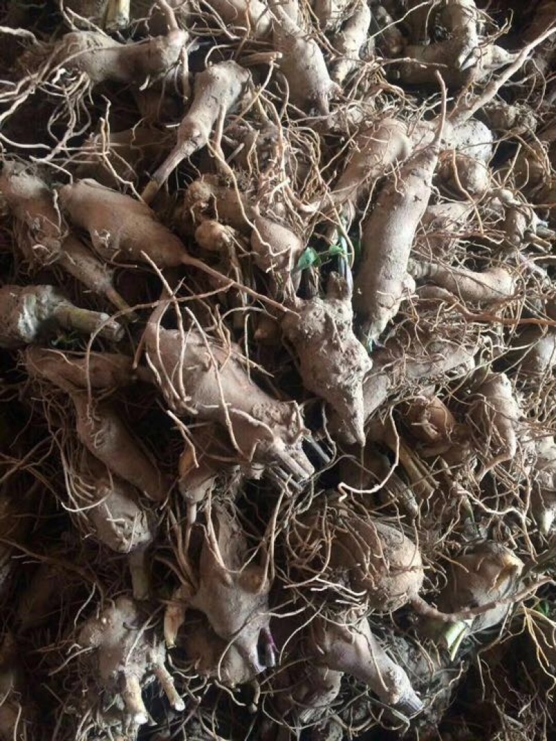 白术种苗10cm以下