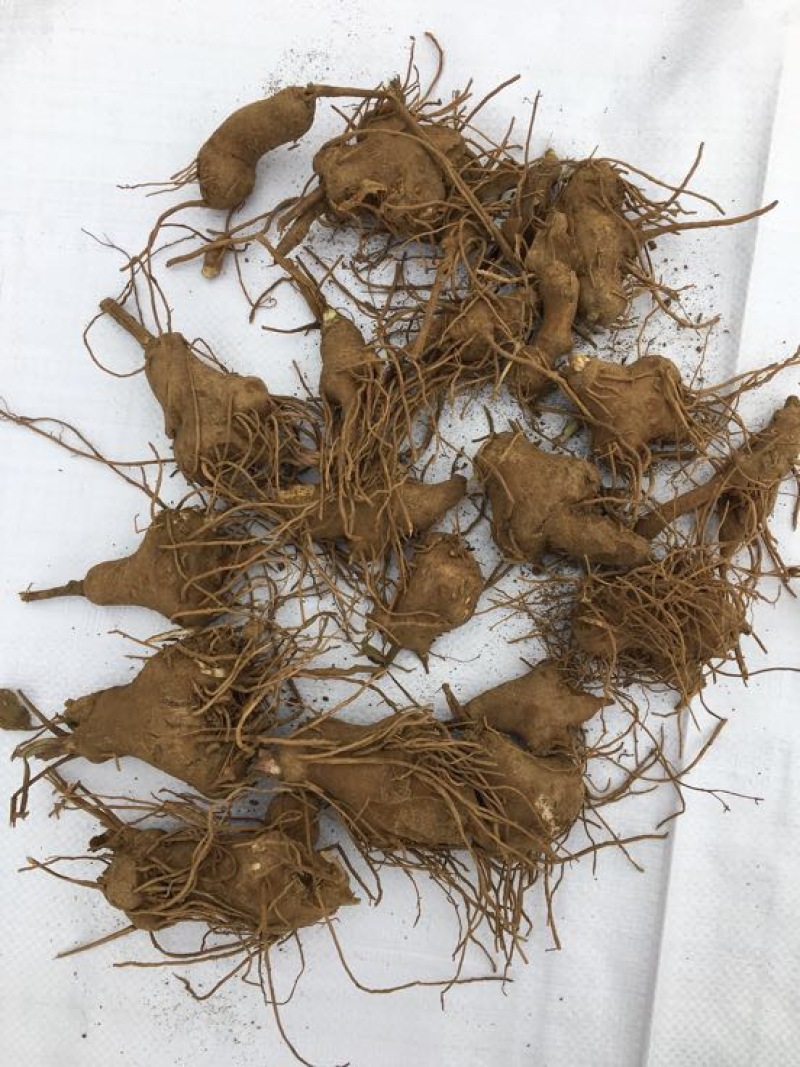 白术种苗10cm以下