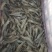 南美白对虾食用冻虾