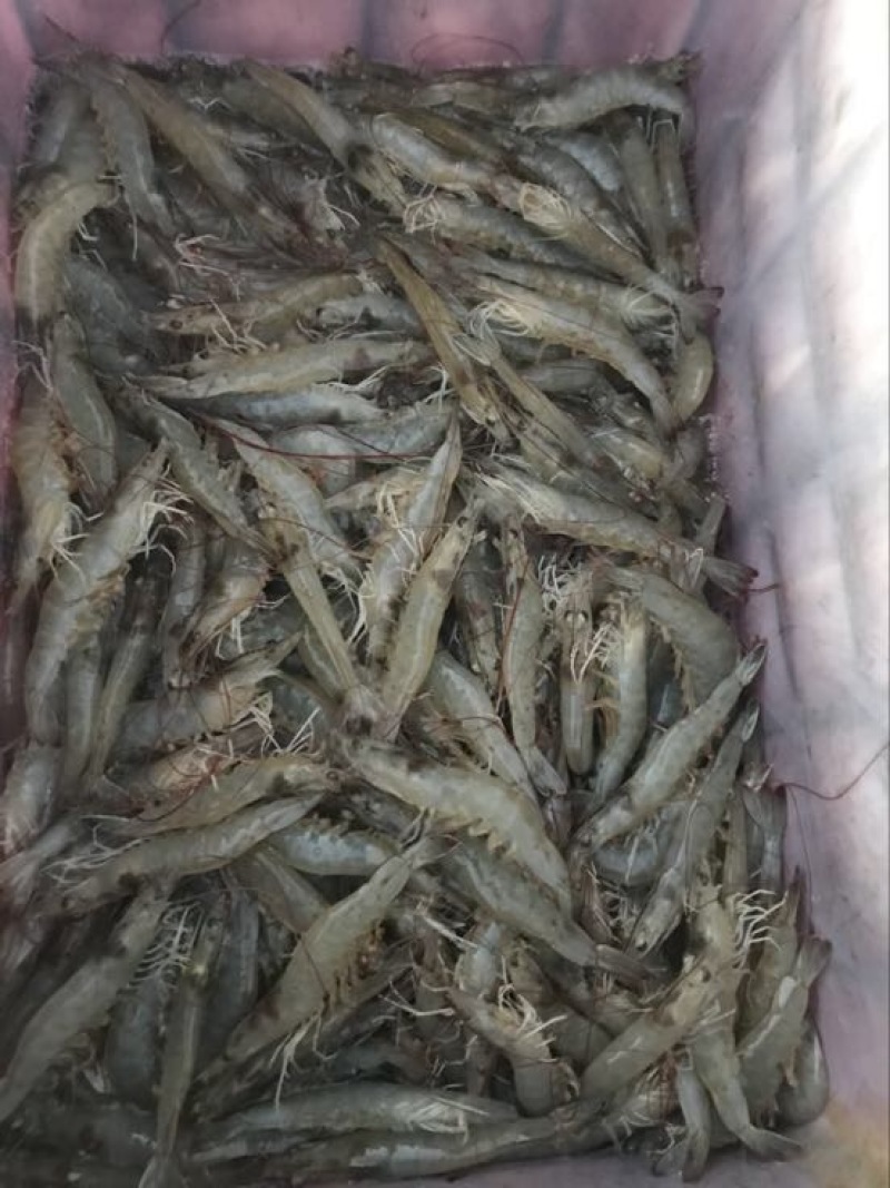 南美白对虾食用冻虾