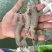 南美白对虾食用冻虾