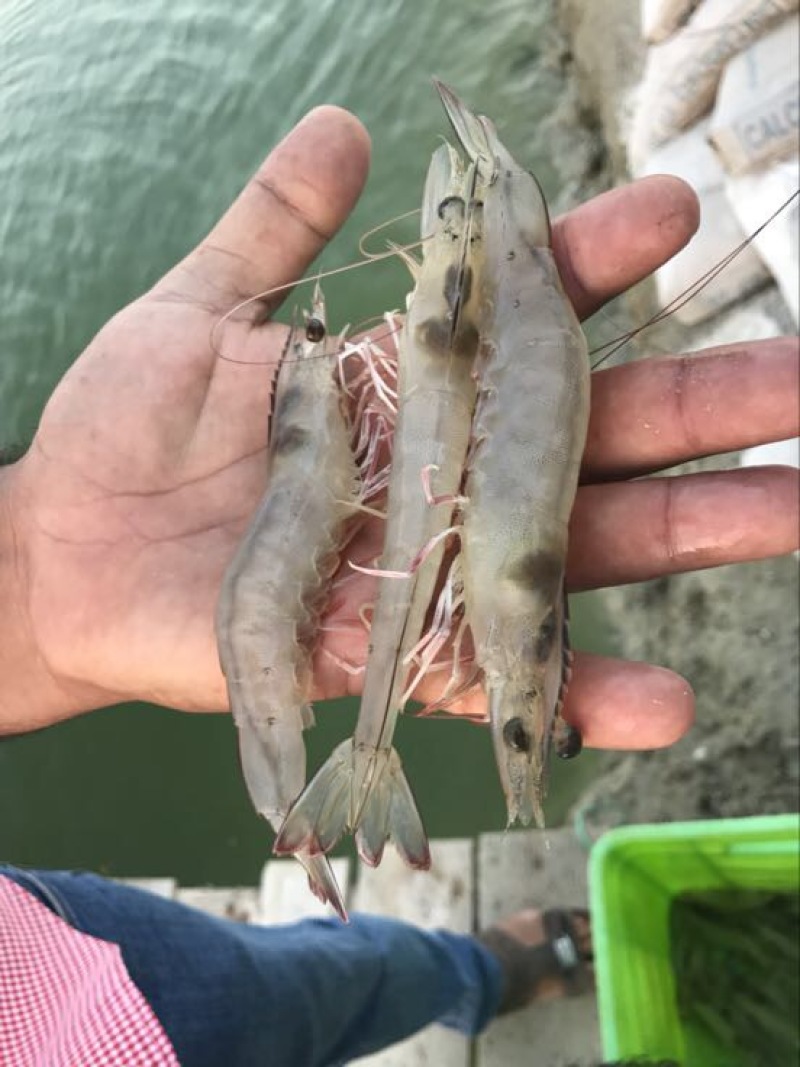 南美白对虾食用冻虾