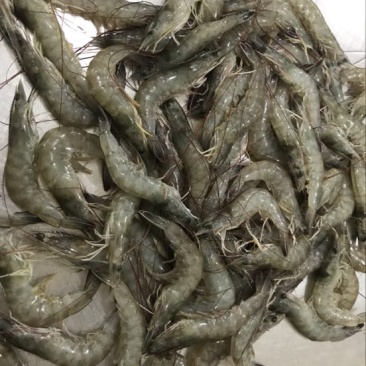 南美白对虾食用冻虾