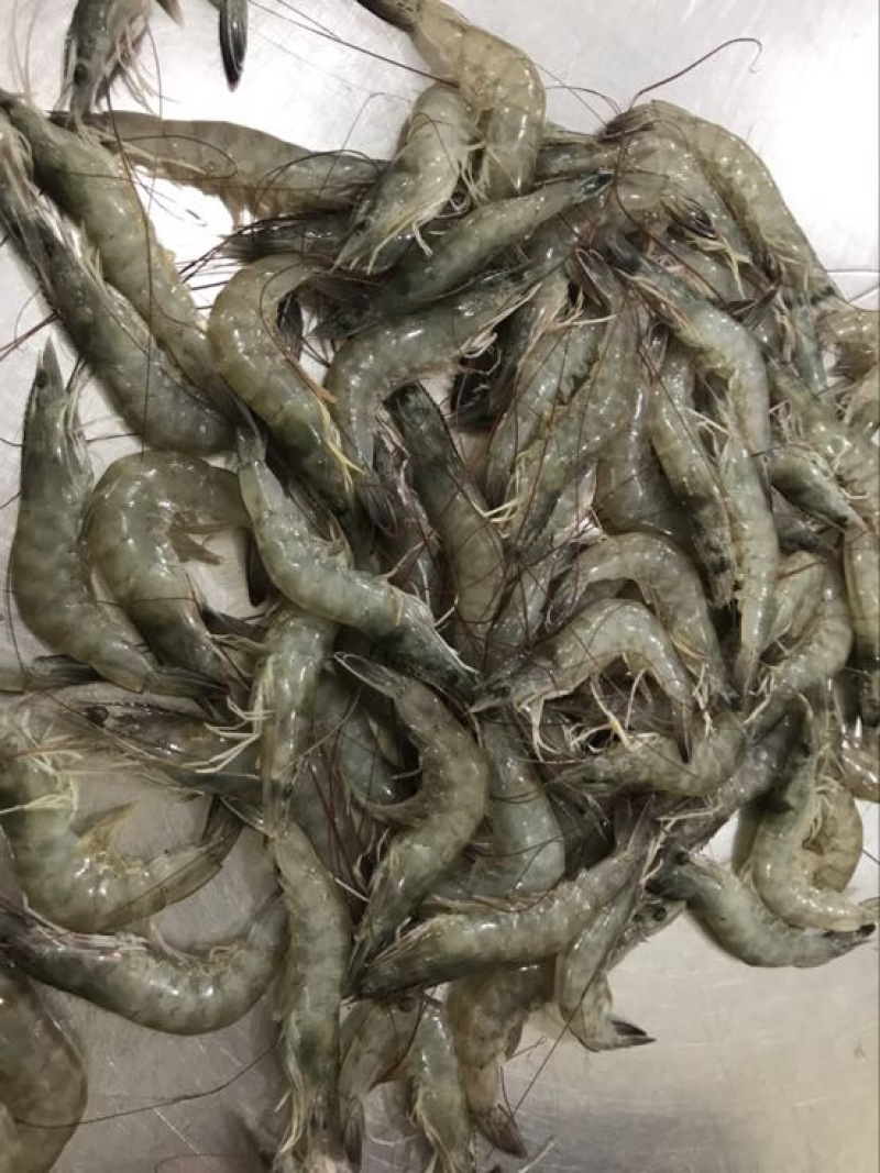 南美白对虾食用冻虾
