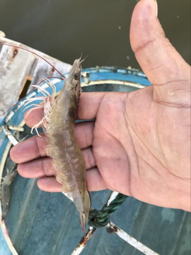 南美白对虾食用冻虾