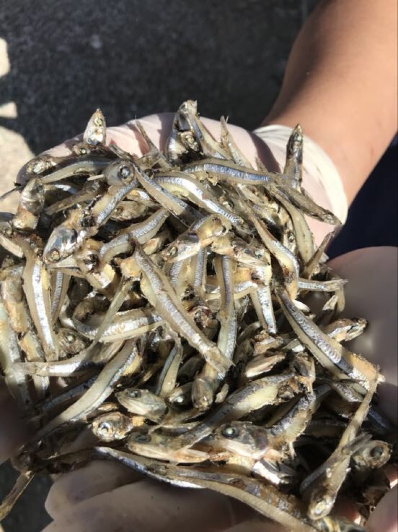 公仔鱼干蒸煮鱼干