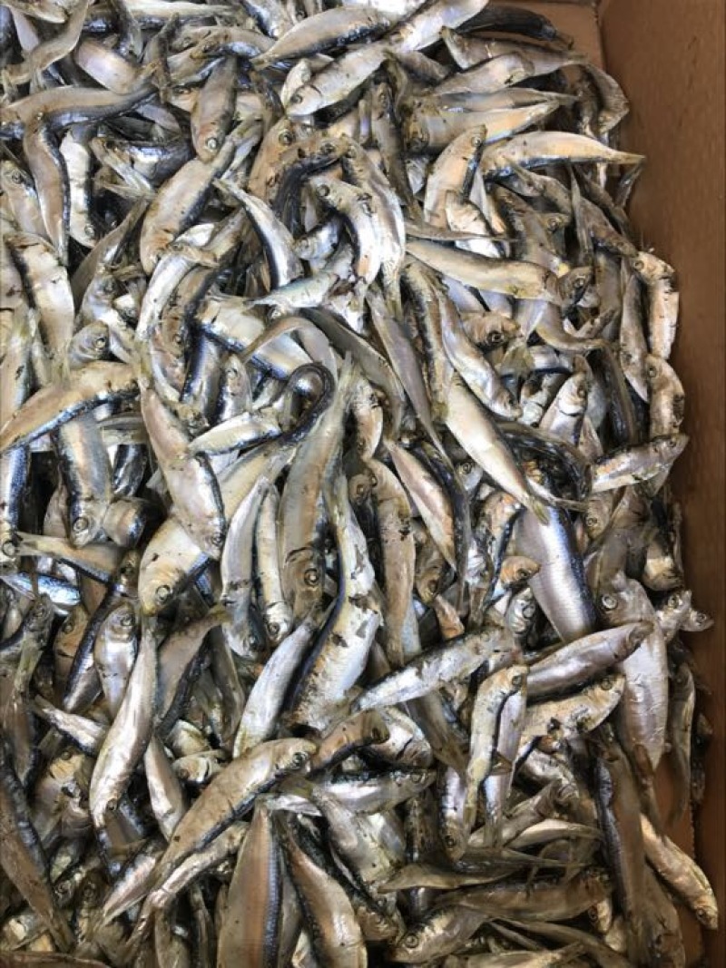 公仔鱼干蒸煮鱼干