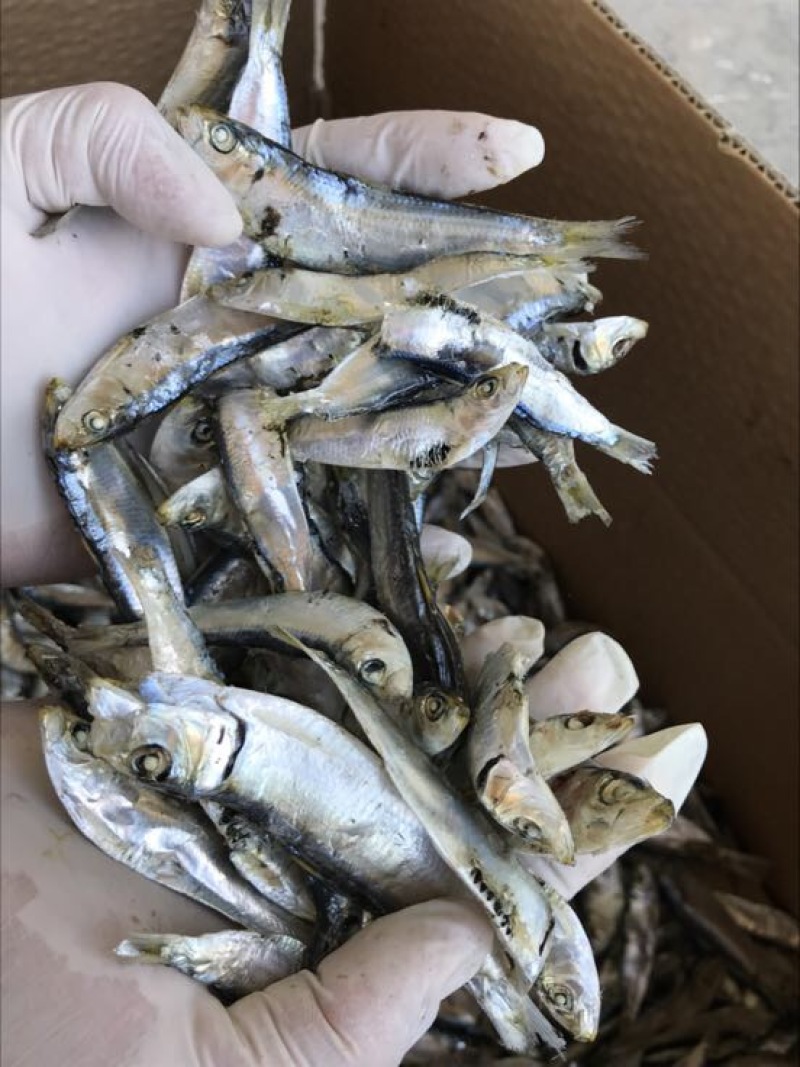 公仔鱼干蒸煮鱼干