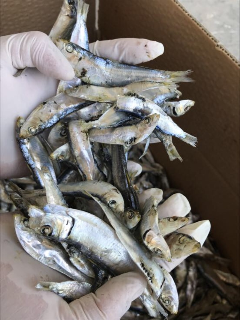 公仔鱼干蒸煮鱼干