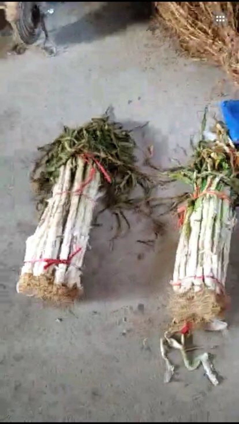 长白大葱40cm以上毛葱3cm左右