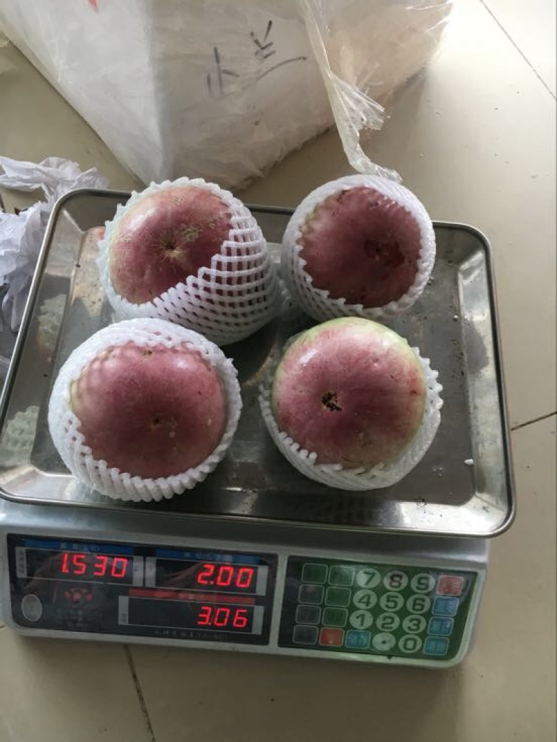 牛奶果6~8两一级果