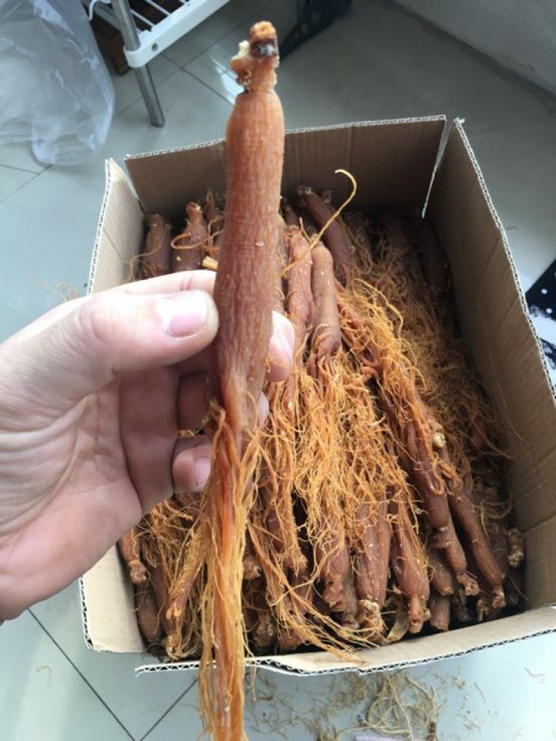 低糖红参条形好无硫磺圆通包邮吉林直发，一件代发