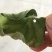 豆腐树苗80~100cm