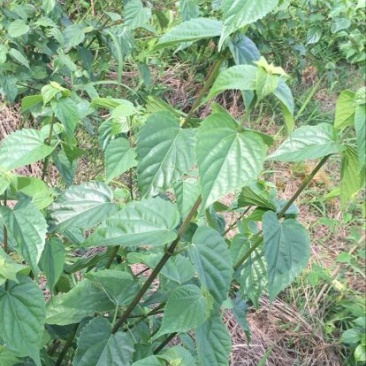 豆腐树苗80~100cm
