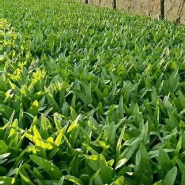 油麦菜25~30cm以上