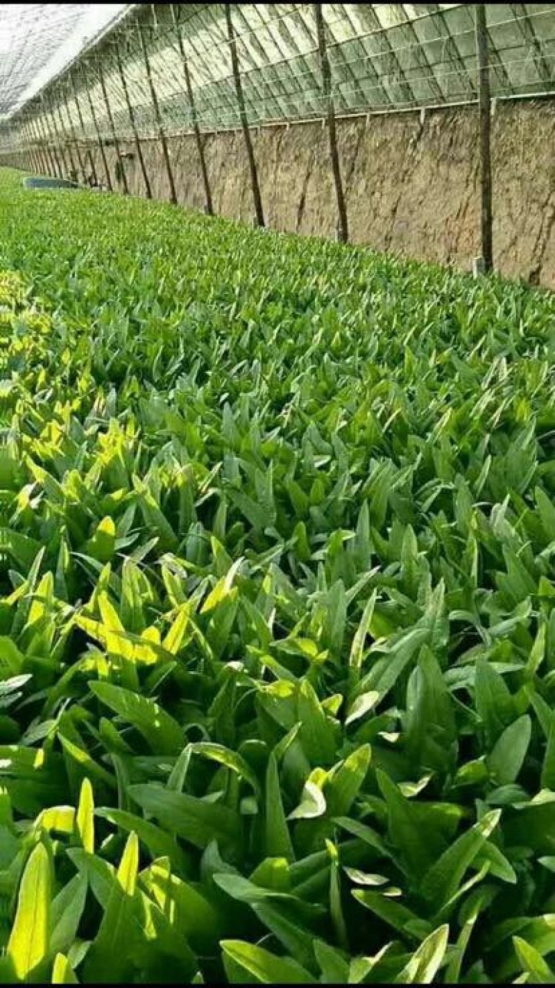 油麦菜25~30cm以上