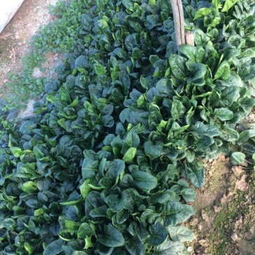 菠菜20~25厘米