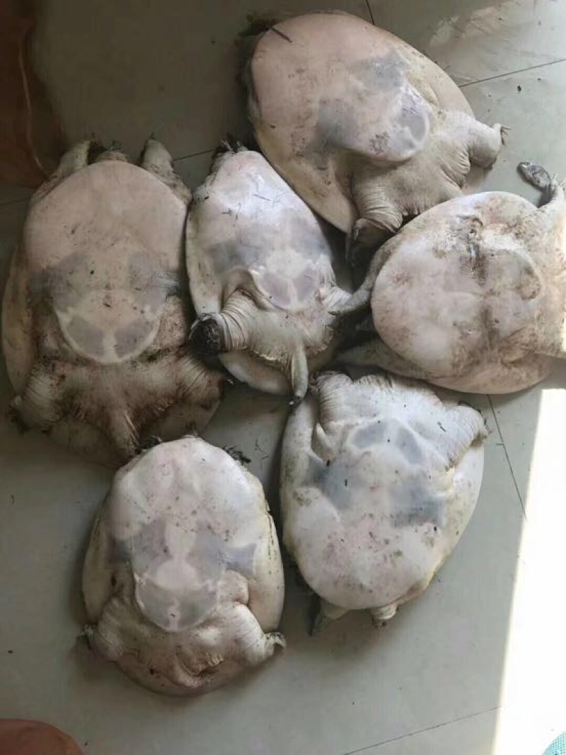 鳖外唐水鱼6-12斤
