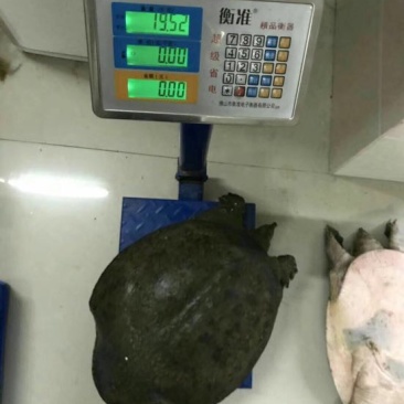 鳖外唐水鱼6-12斤
