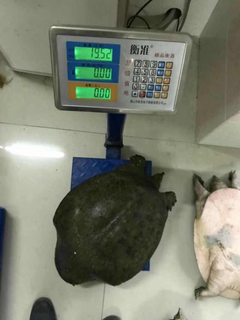 鳖外唐水鱼6-12斤