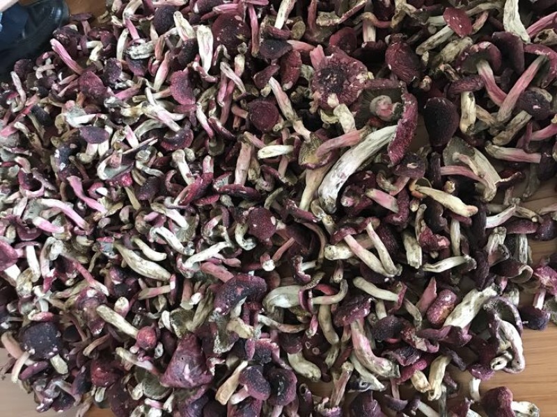 24年批发云南红菇野生大红菇菇丁野生菌干货