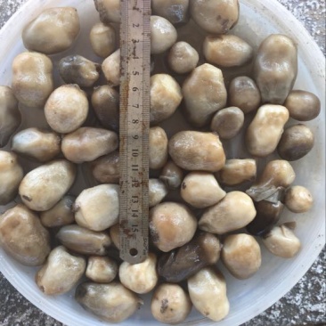 草菇3cm以上