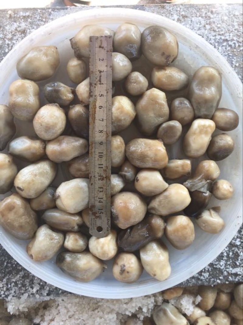 草菇3cm以上
