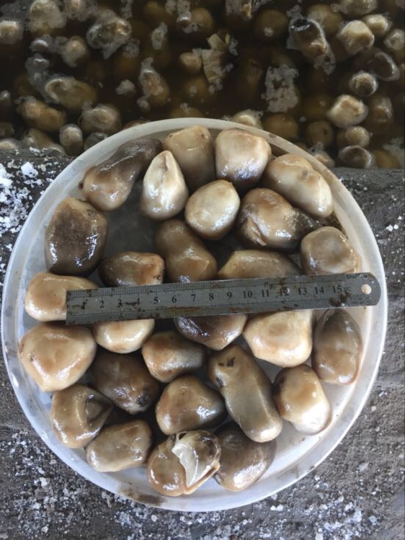 草菇3cm以上