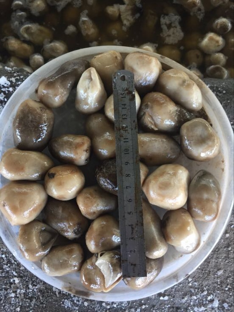 草菇3cm以上