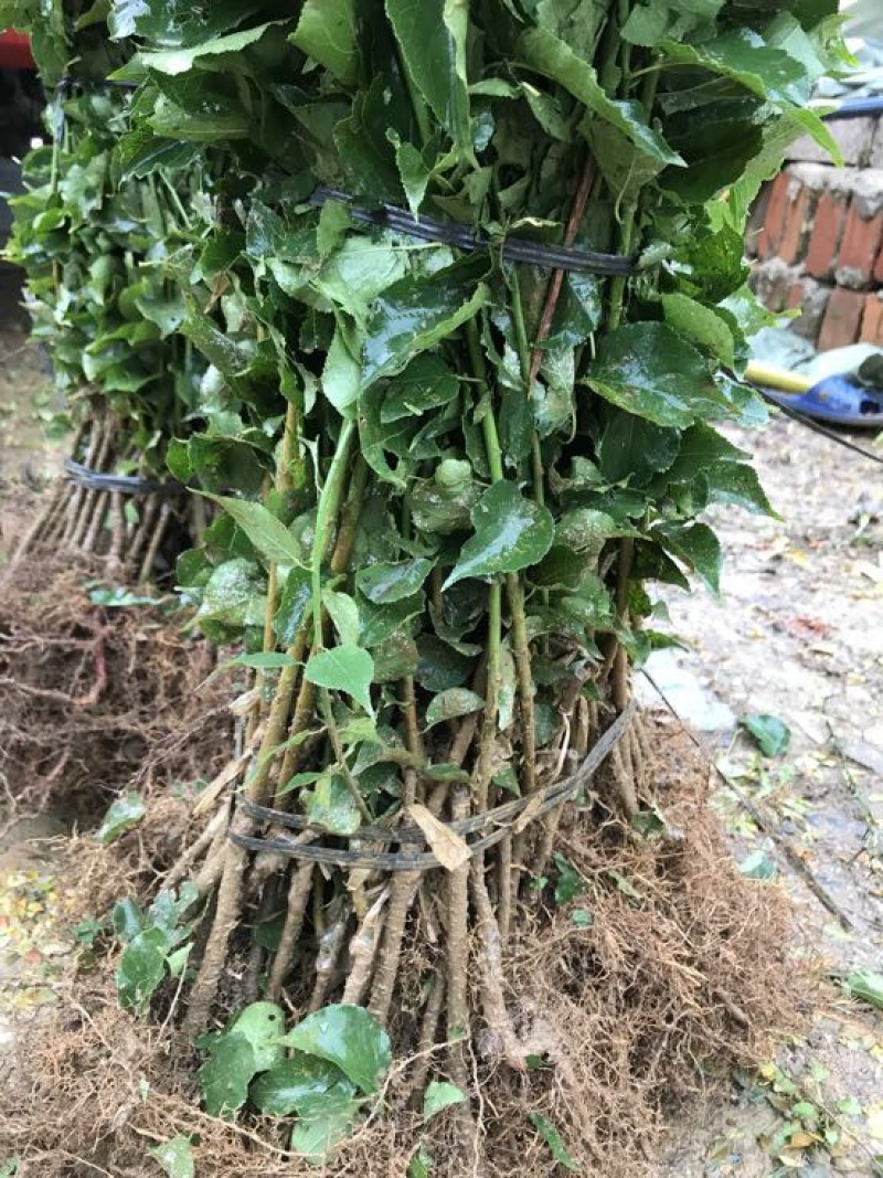 酸梅树苗，实生苗，芽苗，嫁接苗