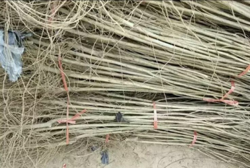 西瓜番石榴苗100cm以上