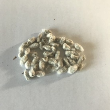 棉籽