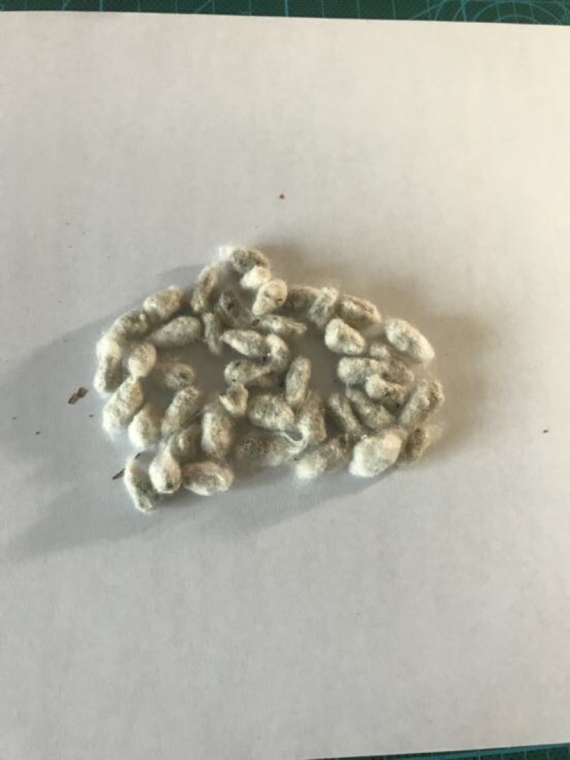 棉籽