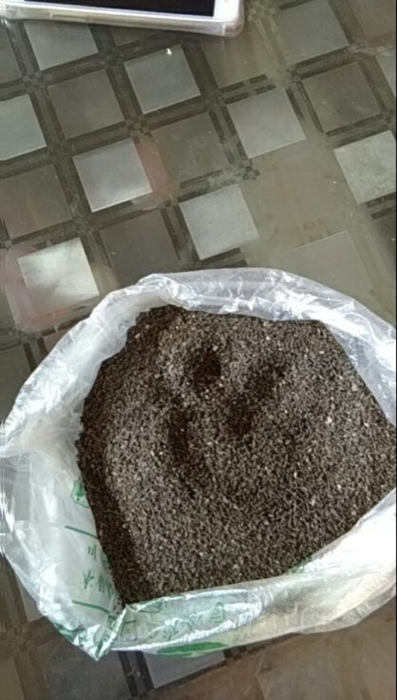 北柴胡种子90%以上
