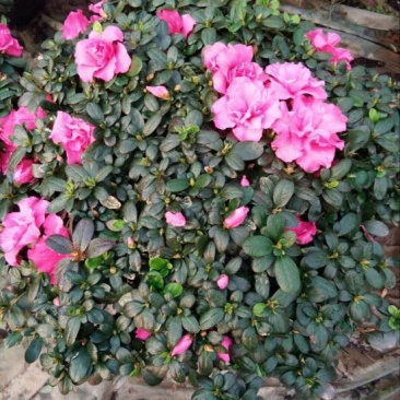 西洋杜鹃4~6cm0.5米以下