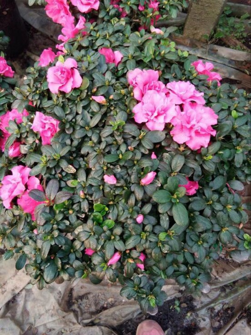 西洋杜鹃4~6cm0.5米以下